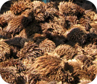 Palm fruit bunch